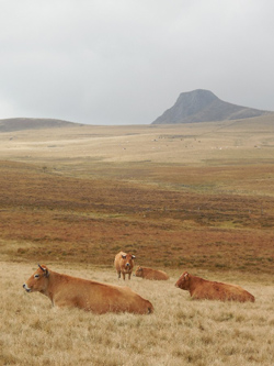 Auvergne